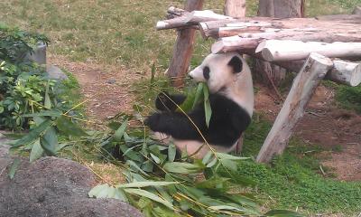 Pandahaus im Ocean Park